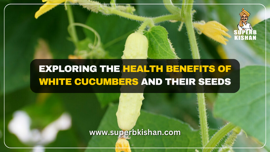 Exploring the Health Benefits of White Cucumbers and Their Seeds