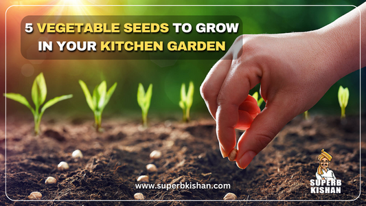 5 vegetable seeds to grow in your kitchen garden