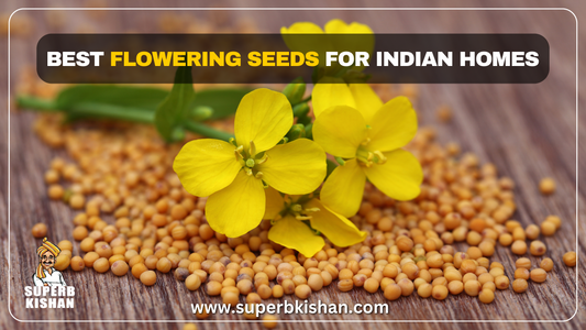 Best Flowering Seeds for Indian Homes
