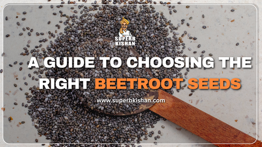 A Guide to Choosing the Right Beetroot Seeds
