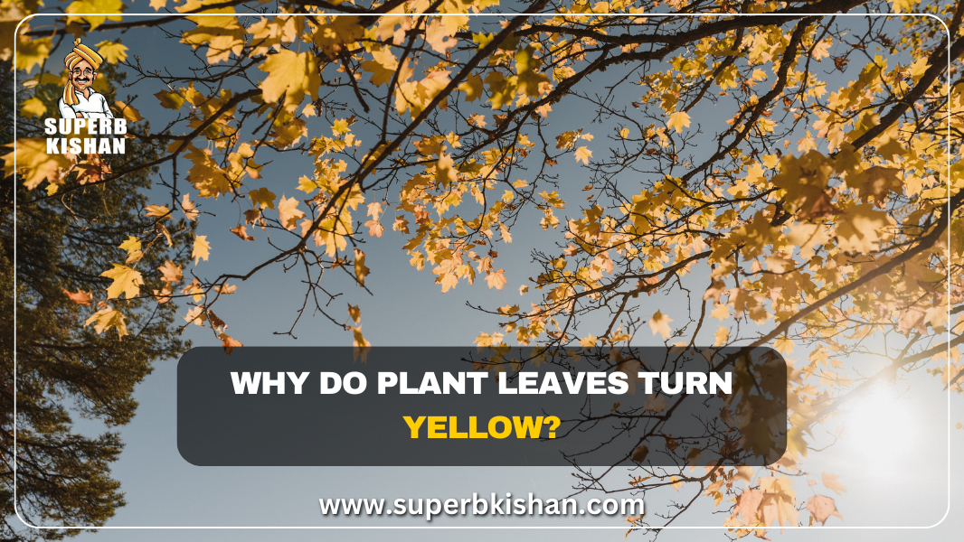 Why do Plant leaves turn yellow? – SuperbKishan