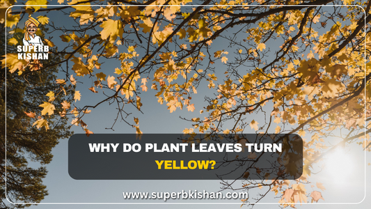 Why do Plant leaves turn yellow?