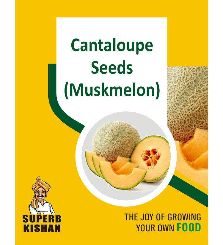 Cantaloupe (Muskmelon) Fruit Seeds - SuperbKishan