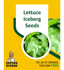 Lettuce iceberg Vegetable Seeds - SuperbKishan