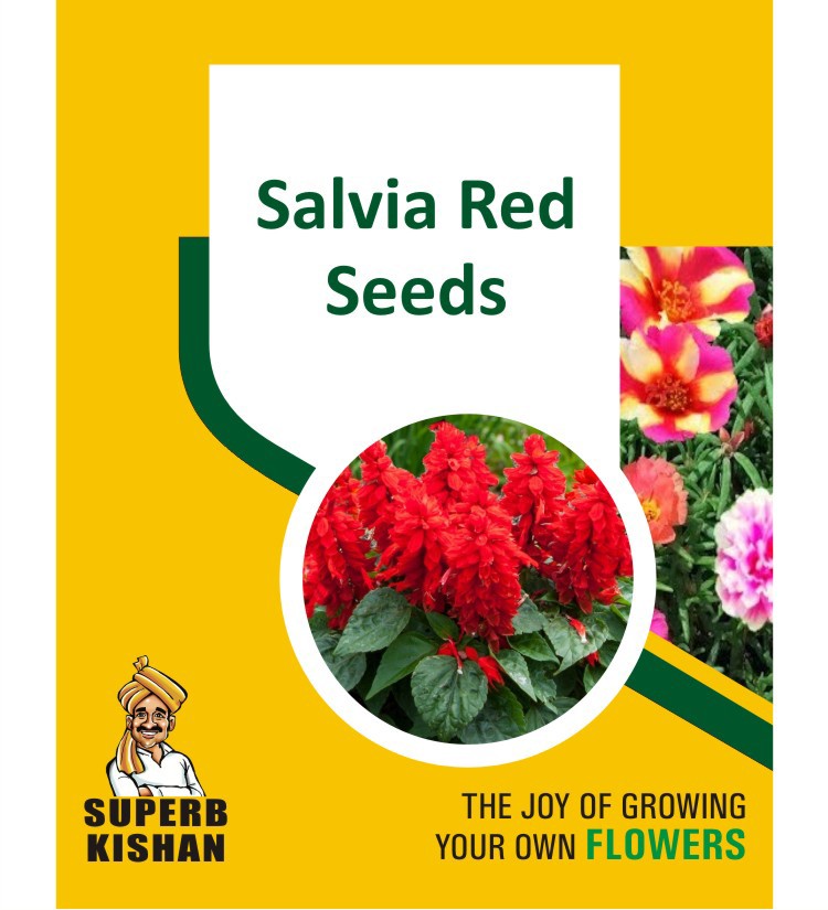 Salvia Red Flower Seeds - SuperbKishan