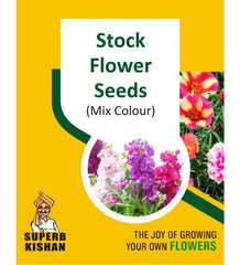 Stock Flower Seeds - SuperbKishan