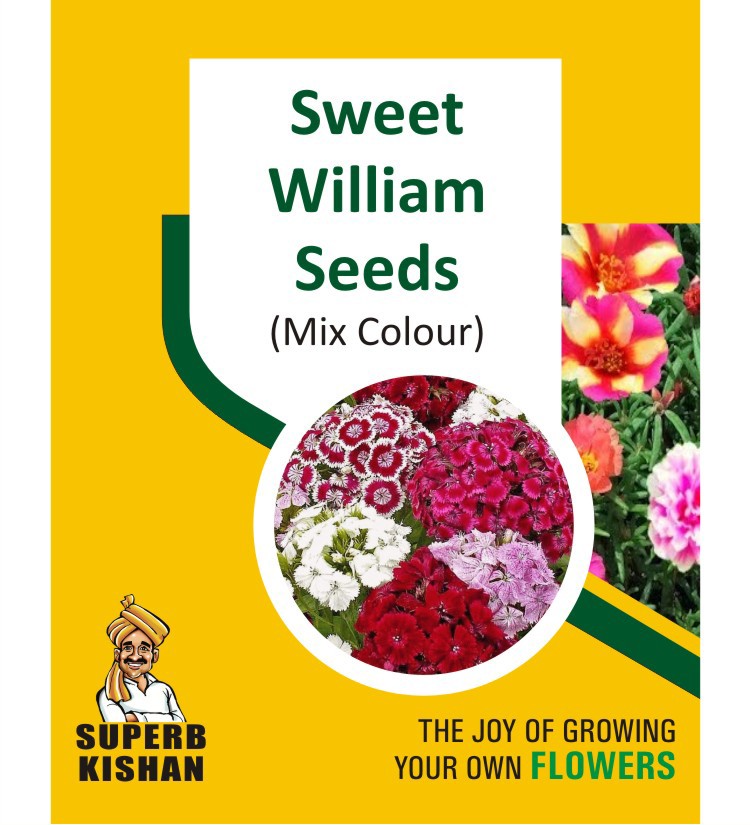 Sweet William Flower Seeds - SuperbKishan
