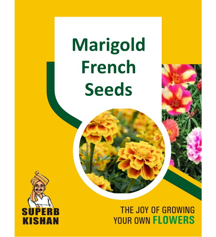 Marigold French Flower Seeds - SuperbKishan