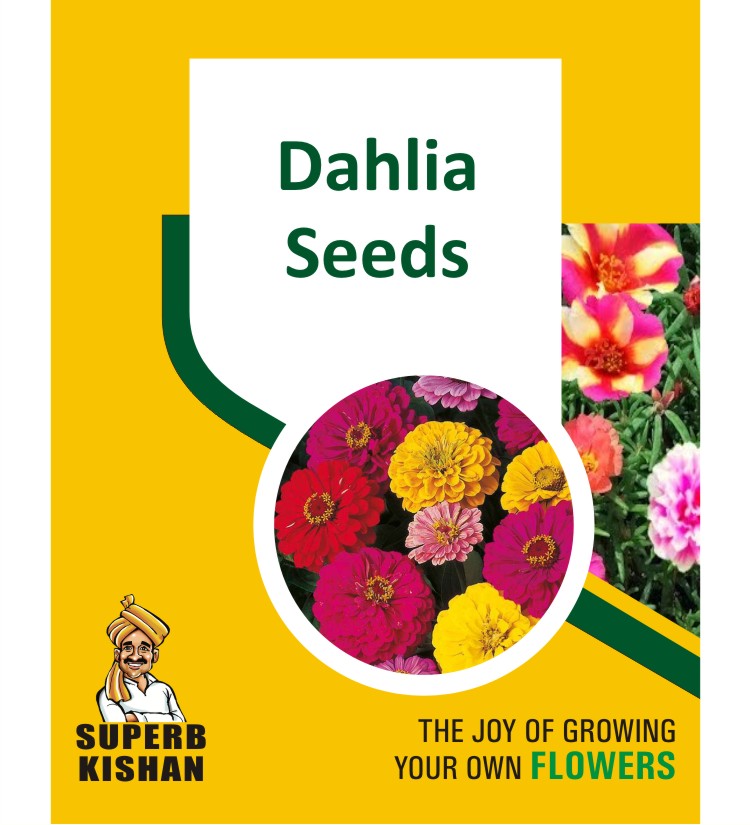 Dahlia Flower Seeds - SuperbKishan