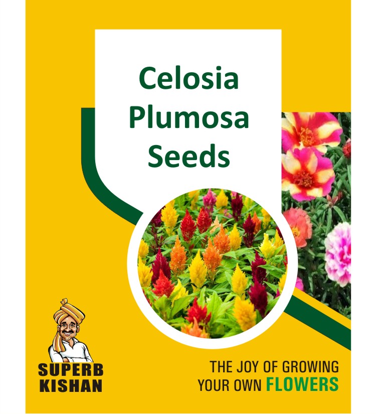 Celosia Plumosa Flower Seeds - SuperbKishan