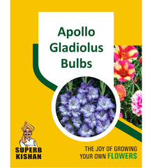Apollo Gladiolus Bulbs Flower Seeds - SuperbKishan